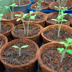 plantaciones de plantitas en macetas de fibra de coco
