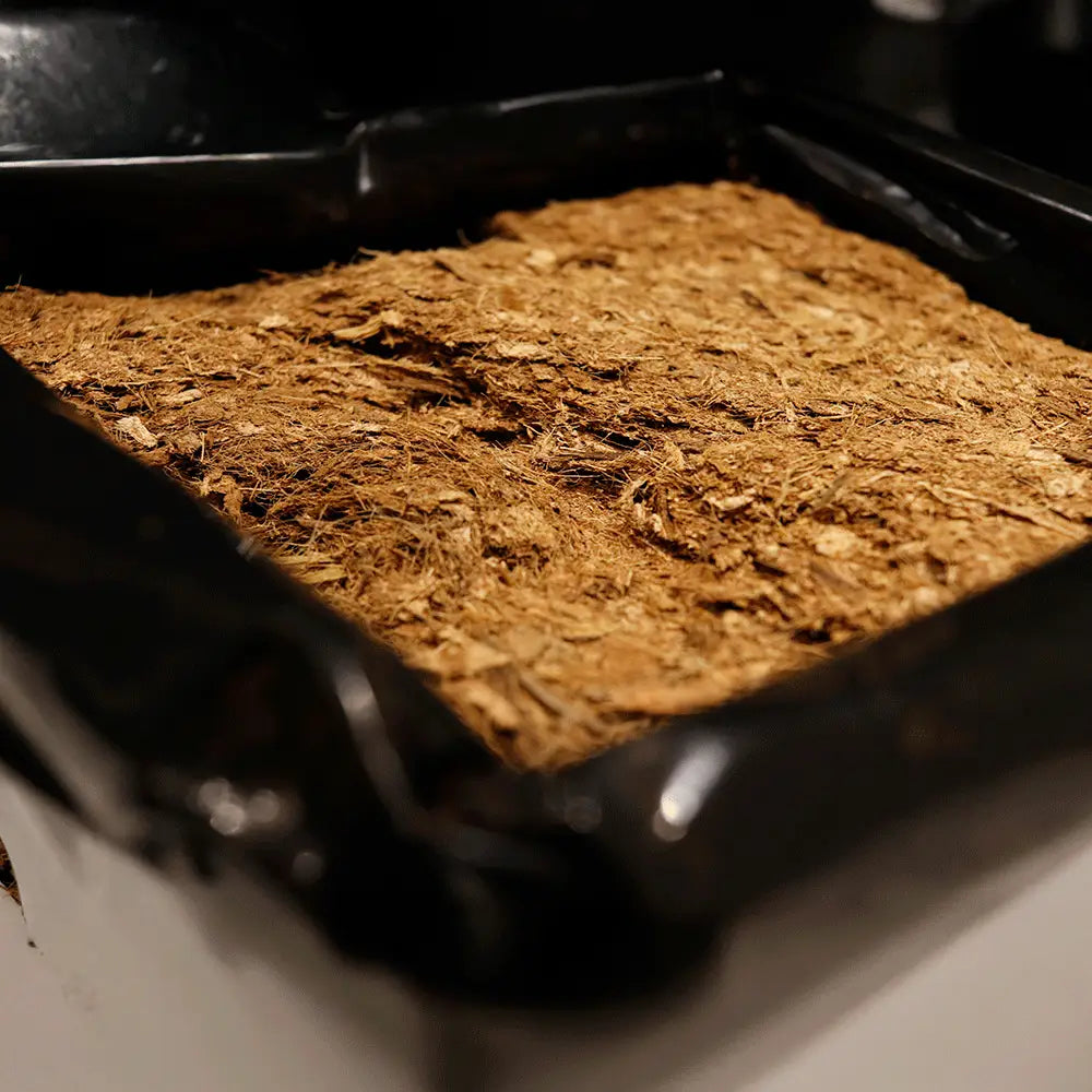 open top de sustrato de coco - 3