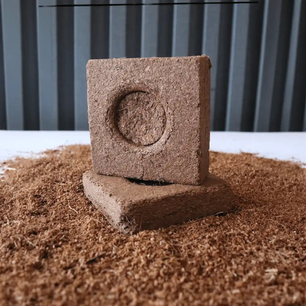 plug de germinación