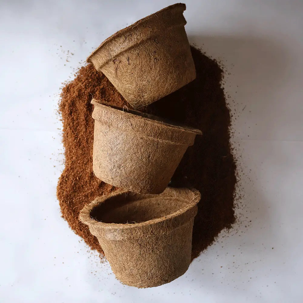 maceta natural para árboles jóvenes