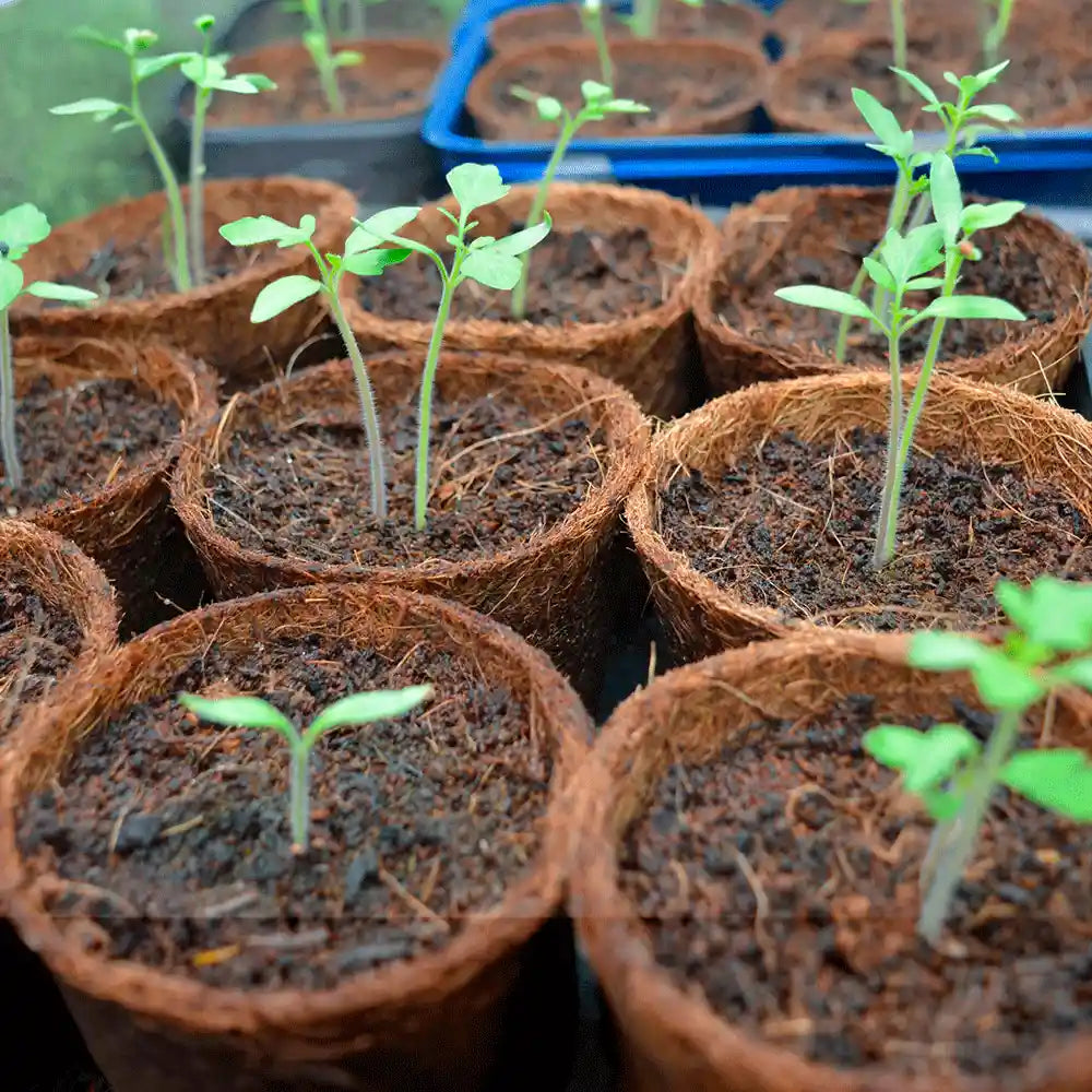 maceta de fibra de coco para plantas