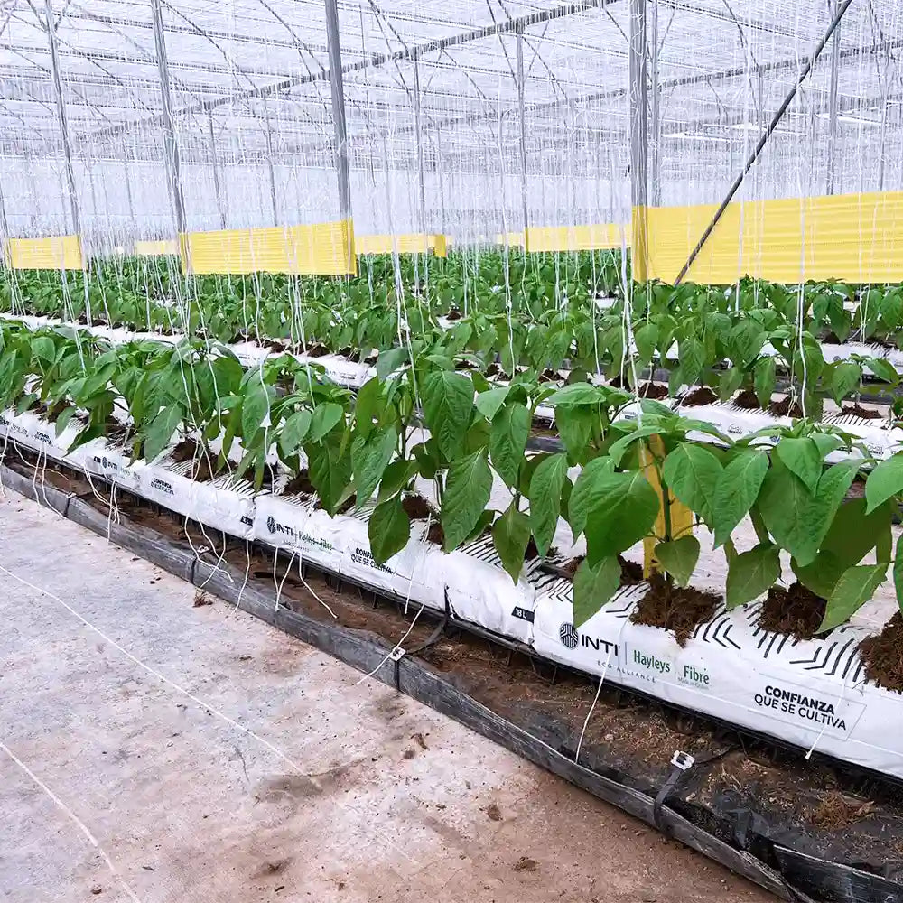 Bolsa de cultivo sustrato de coco 26.4Lt - 4